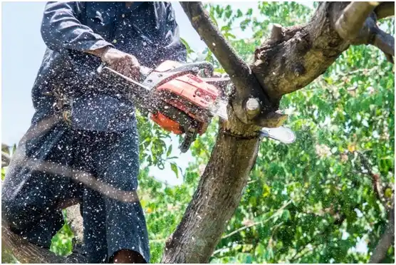 tree services Avoca